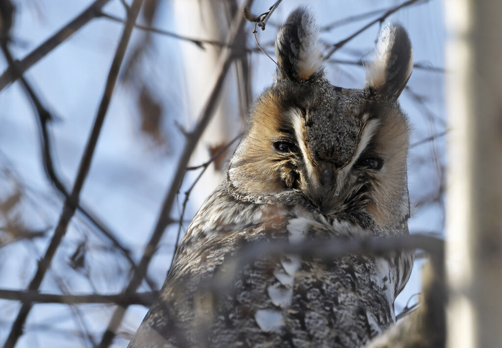 Long-eared Owladult, close-up portrait