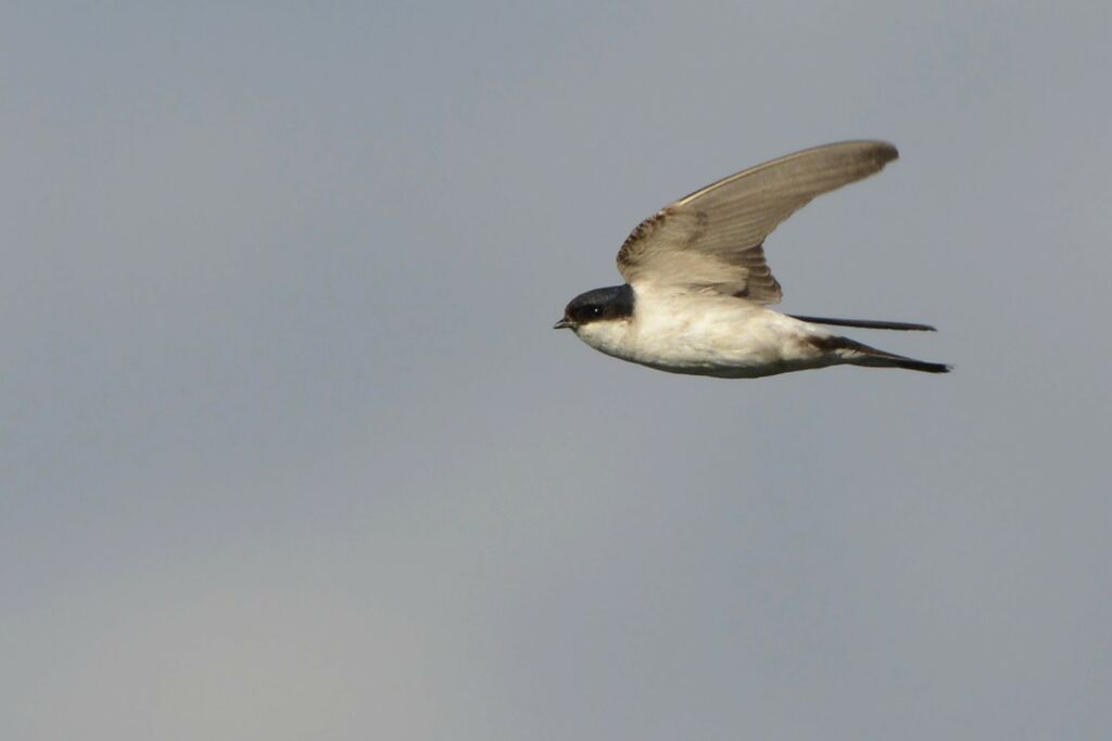 Western House Martin, Flight