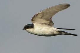 Western House Martin