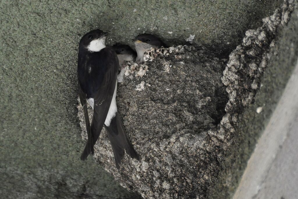 Western House Martin, Reproduction-nesting