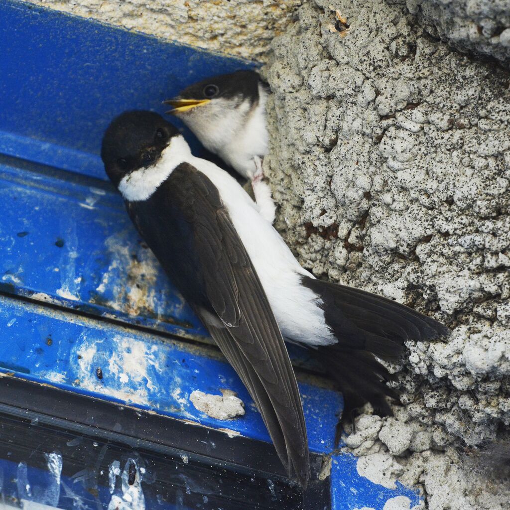 Common House Martin, identification