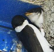 Western House Martin