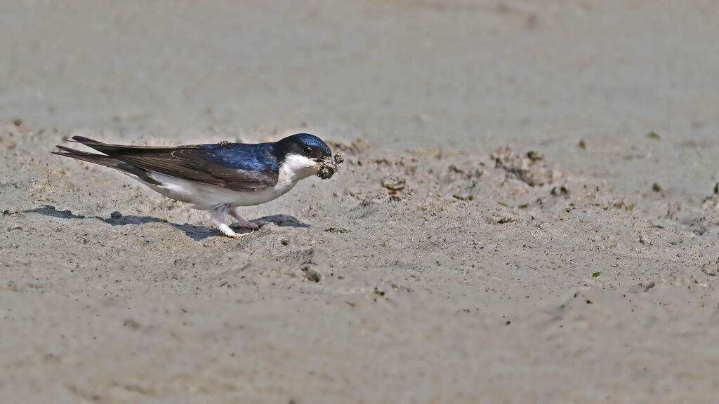 Western House Martinadult breeding, Reproduction-nesting