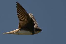 Sand Martin