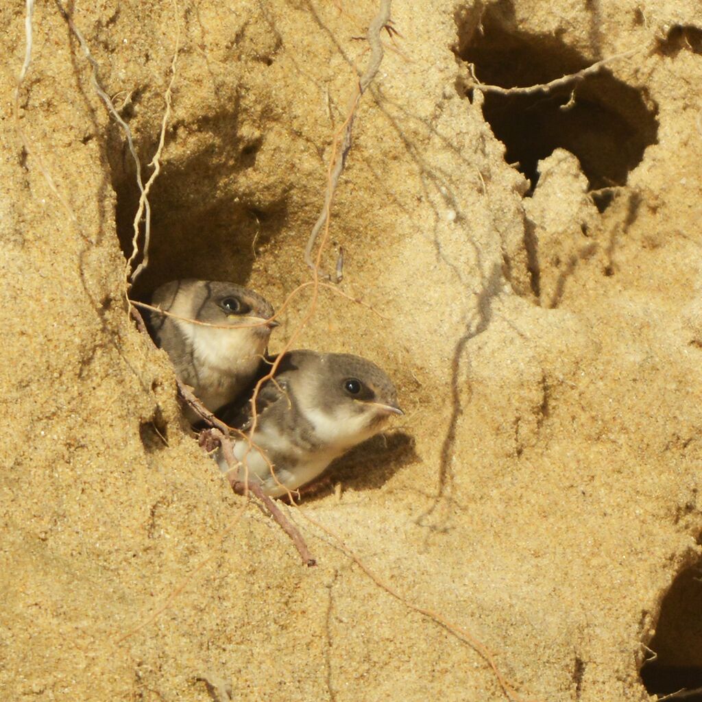 Sand Martinjuvenile, Reproduction-nesting