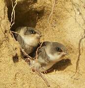 Sand Martin