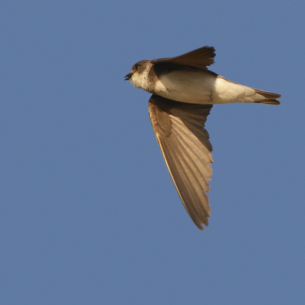 Sand Martin, identification