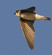 Sand Martin