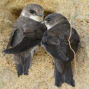 Sand Martin