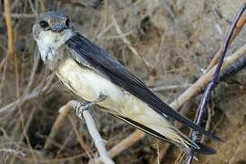 Sand Martin