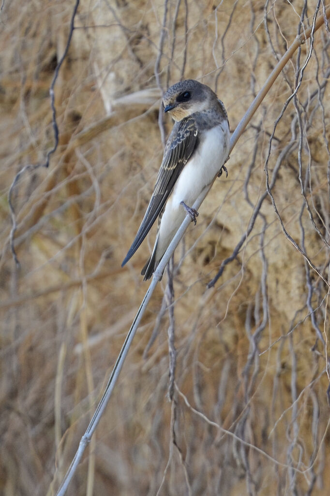 Hirondelle de rivagejuvénile, identification