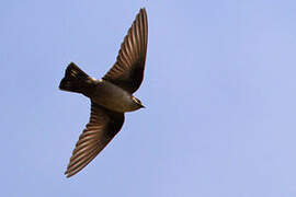 Eurasian Crag Martin