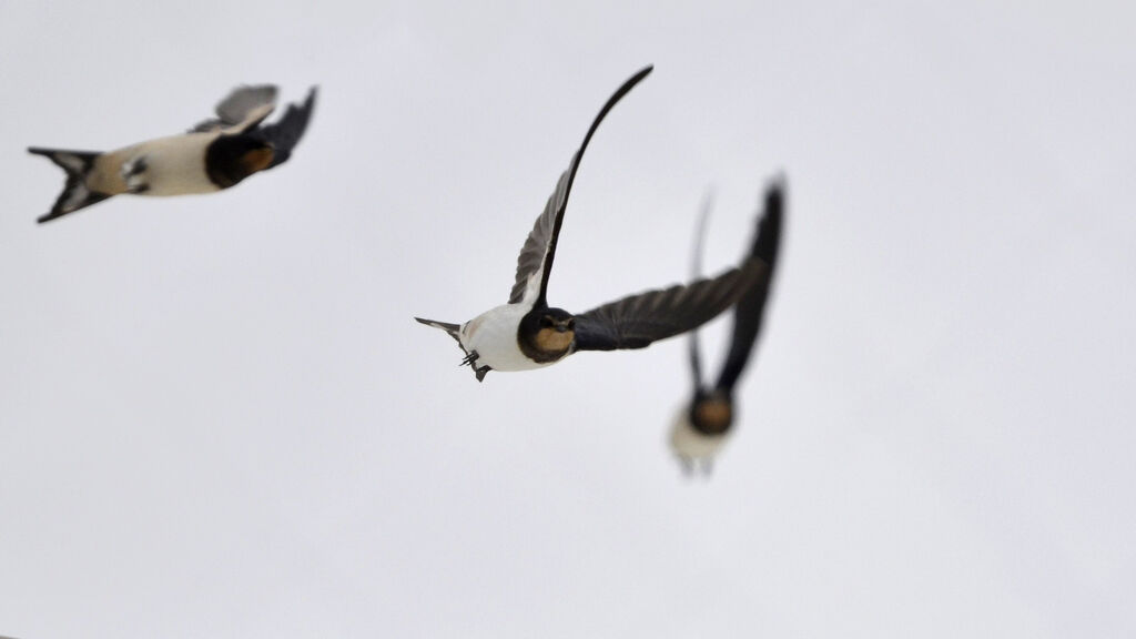 Barn Swallow, Flight