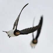 Barn Swallow