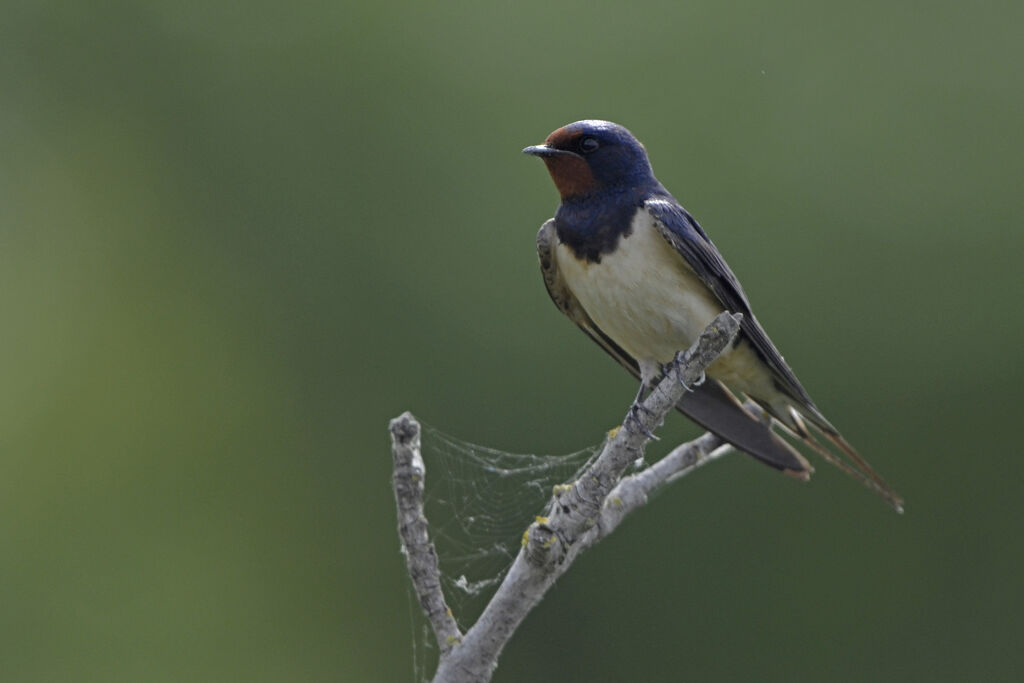 Hirondelle rustique, identification