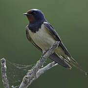 Barn Swallow