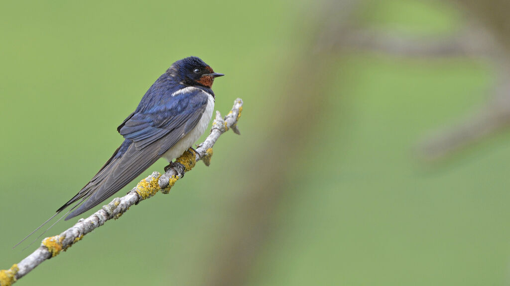 Hirondelle rustiqueadulte