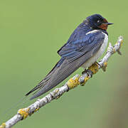 Barn Swallow