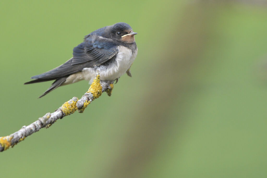 Barn Swallowjuvenile