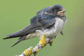 Barn Swallow