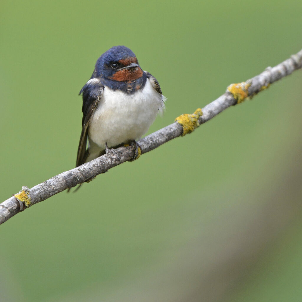 Hirondelle rustiqueadulte