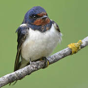 Barn Swallow