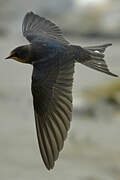 Barn Swallow