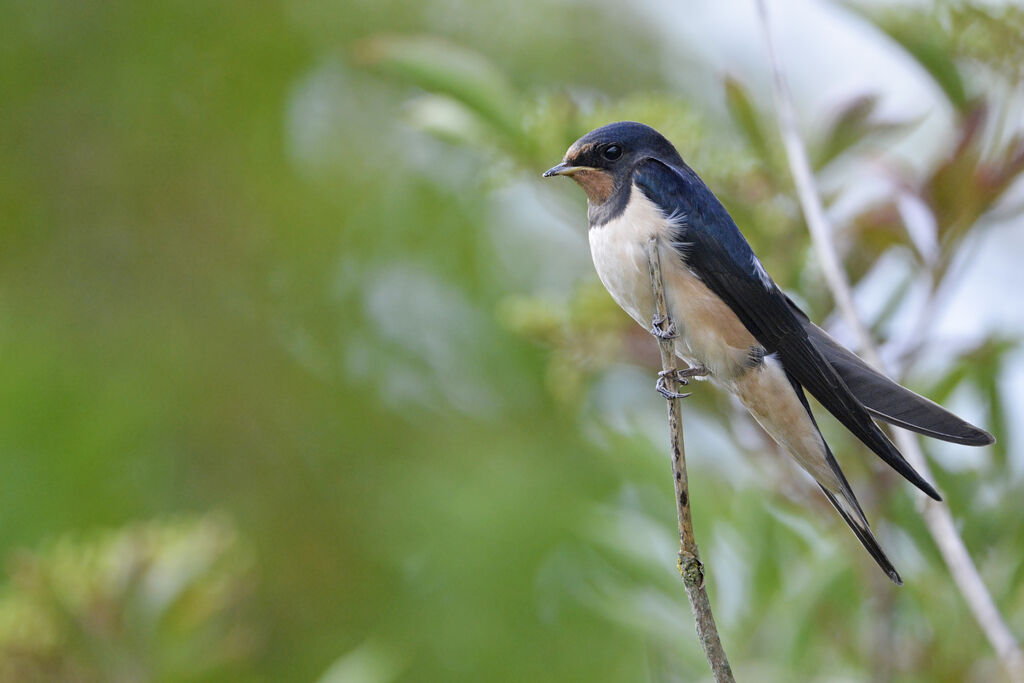 Hirondelle rustiquejuvénile, identification