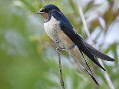 Barn Swallow