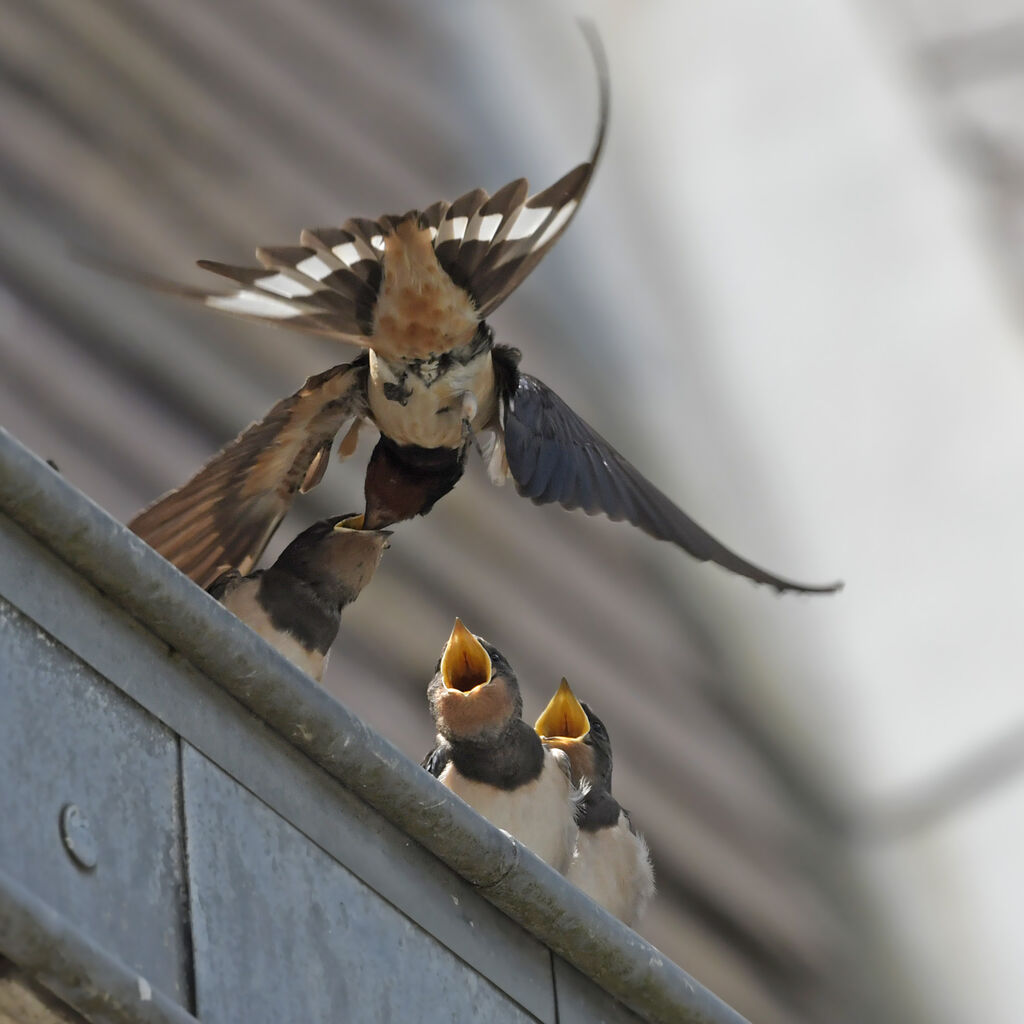 Hirondelle rustique, identification, Comportement