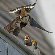 Barn Swallow