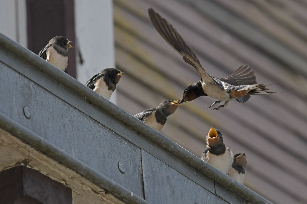 Hirondelle rustique, régime, Comportement