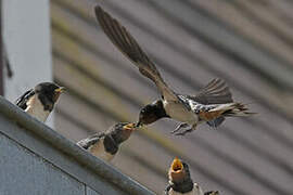 Barn Swallow