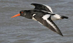 Eurasian Oystercatcher