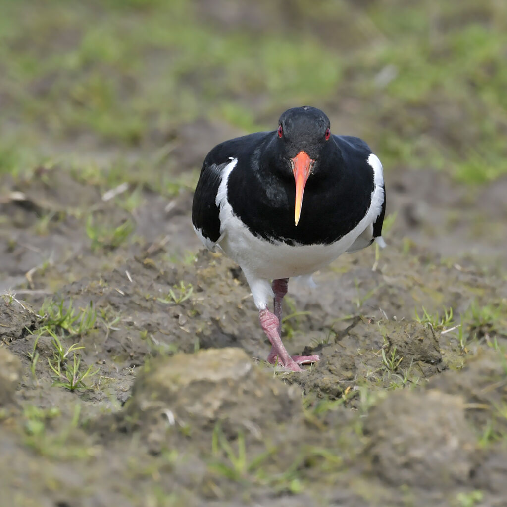 Eurasian Oystercatcheradult breeding, identification