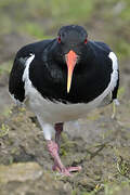 Eurasian Oystercatcher