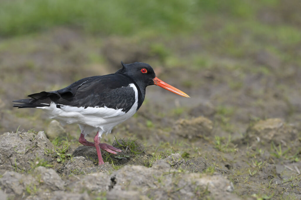 Eurasian Oystercatcheradult breeding, identification