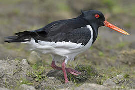 Eurasian Oystercatcher