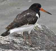 Eurasian Oystercatcher