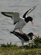 Eurasian Oystercatcher