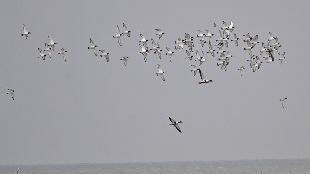 Eurasian Oystercatcher, Flight