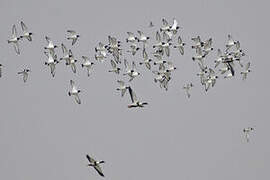 Eurasian Oystercatcher