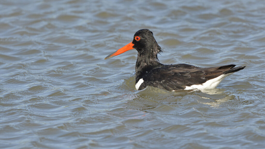 Eurasian Oystercatcher