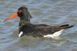 Eurasian Oystercatcher