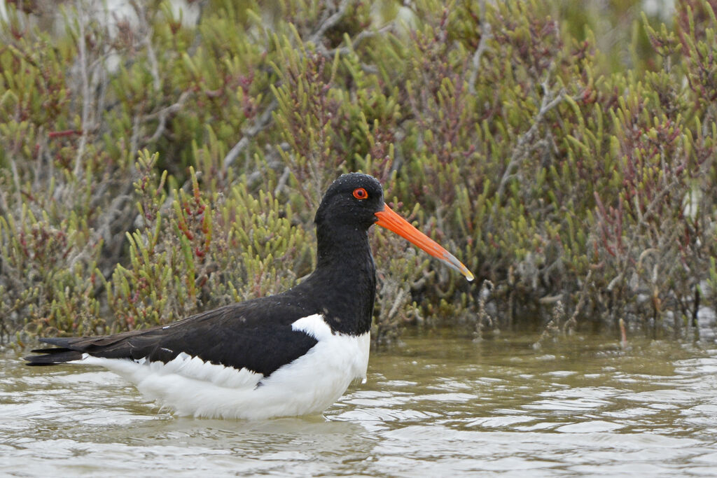 Eurasian Oystercatcher