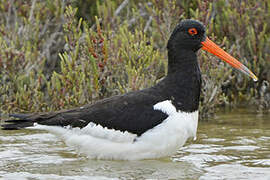 Eurasian Oystercatcher