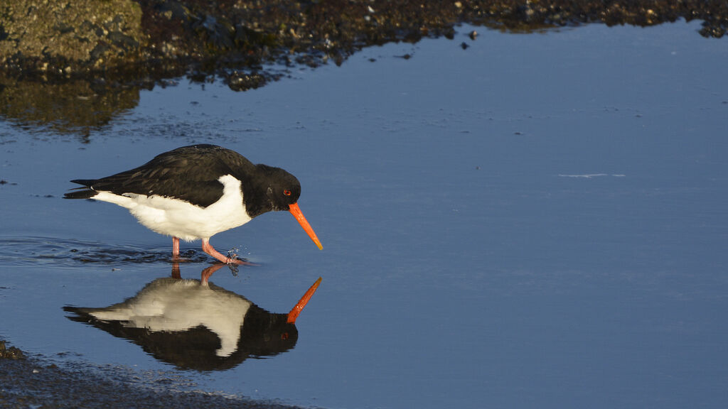 Eurasian Oystercatcheradult, identification