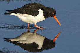 Eurasian Oystercatcher