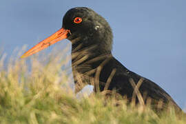 Eurasian Oystercatcher