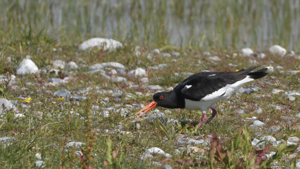 Eurasian Oystercatcher